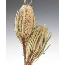 BANKSIA HOOKERANA Natural 12"-18"  BULK